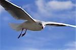 White bird soaring in the blue sky with patches of cloud. Body of bird is textured, not noise.