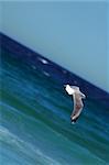flying seagull, water (ocean) in background, photo taken in Sydney,