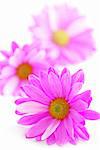 Closeup of pink flower blossoms on white background