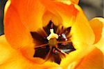 Center of a bright orange spring tulip