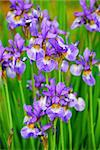 Beautiful purple irises blooming in spring time