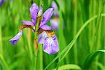 Beautiful purple irises blooming in spring time