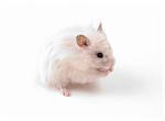 White (creamy) hamster isolated on white background