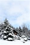 Winter home with tree in snow.