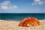 Close up of conch on sandy beach with sky background