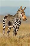 Endangered Cape Mountain Zebra (Equus zebra), Mountain Zebra National Park, South Africa