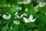 Spring wild flowers wood anemones close up