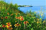 Wild flowers indian blankets blooming on sea shore