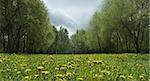 Dandellion field in spring with cloudy sky