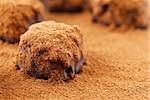 Macro image of dark chocolate truffles sprinkled with cocoa powder