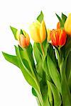 Close up on fresh tulips bouquet on white background