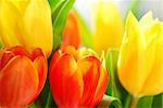 Close up on fresh tulips bouquet in warm sunlight