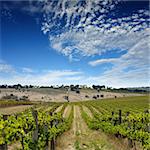 Mclaren Vale Vineyard in Suumer