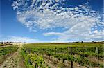 Beautiful Vineyard at Mclaren Vale, South Australia
