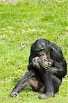 ape sitting in grass, sucking its thumb