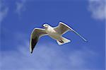 White bird soaring in the blue sky with patches of cloud.