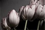 tulips with different backgrounds