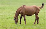 One brown grazing hors on the green grass.