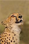 Portrait of a cheetah (Acinonyx jubatis), South Africa