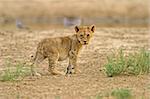 Young lion cub (Panthera leo), Kalahari, South Africa