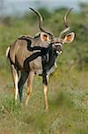 Large male Kudu antelope (Tragelaphus strepsiceros), Etosha National Park, Namibia