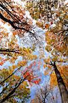 Tops of colorful fall trees on blue sky background