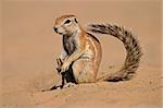 Inquisitive ground squirrel (Xerus inaurus), Kalahari, South Africa