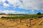 Vineyard in the Barossa Valley, South Australia