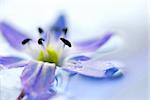 Blue flowers floating in water extreme macro