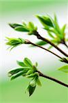 Tree branches with spring green budding leaves closeup