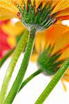 Several colorful gerbera flowers with dew drops, view from under