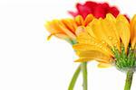 Several colorful gerbera flowers with dew drops isolated on white background