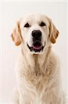 Golden retriever in studio shoot