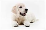 Golden retriever in studio shoot