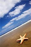 Starfish stranded on a sunny beach with blue sky