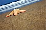 Starfish stranded on a sunny beach with wave