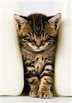Cat - the small furry animal with four legs and a tail; people often keep cats as pets.