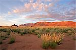 Grassland landscape at sunrise, Brandberg mountain, Namibia