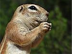 Close-up of a feeding ground squirrel (Xerus inaurus), Kalahari, South Africa