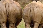 Backsides of two white (square-lipped) rhinoceros (Ceratotherium simum) after a mud bath,  South Africa