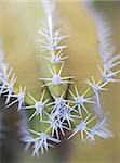 Close up shot of a desert cactus. Great detail in the thorns sticking out. Shot with a Canon 30D and 100mm macro lens