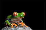 tree frog on a rock. a tropical red-eyed tree frog (Agalychnis callidryas) macro isolated on black