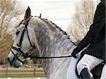 A dapple grey dressage horse waiting to enter the arena
