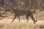 Adult leopard pausing to look at the camera