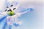 Extreme macro image of a blue flower floating in water