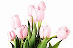 pink spring beautiful tulip on white background
