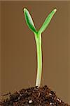 Sunflower sprout close up against brown background