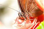 Butterfly on flower close up