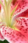 Flower Stargazer lily macro details of inner flower parts showing petals stamen and pistils