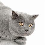 Chartreux in front of a white background